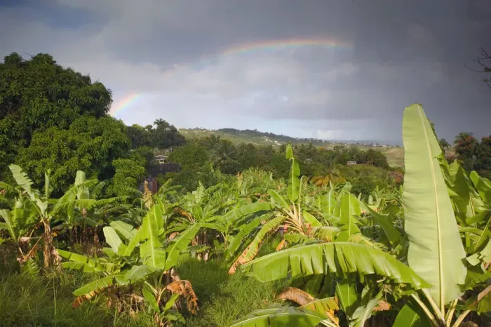 Framed Print : BARBADOS, St. Joseph Parish, Grey Clouds, Rainbow, Tropical Vegetation Framed Print : BARBADOS, St. Joseph Parish, Grey Clouds, Rainbow, Tropical Vegetation