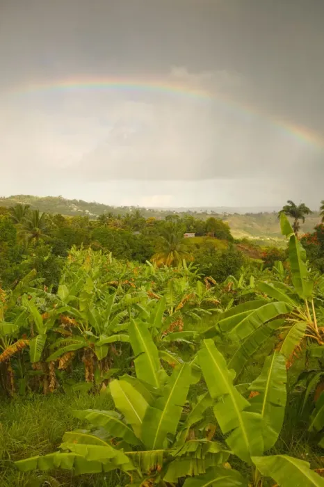 Framed Print : BARBADOS, St. Joseph Parish, Grey Clouds, Rainbow, Tropical Vegetation