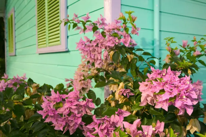 Framed Print : BARBADOS-West Coast-Holetown: The Chattel Village  /  Tourist Shops  /  Colorful Details