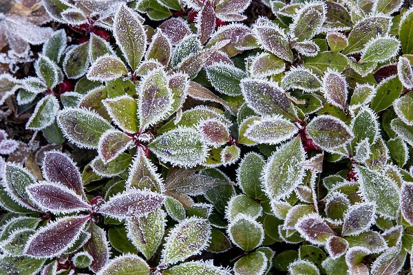 Barberry leaves frosted in reds and greens