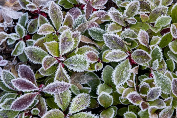Framed Print : Barberry leaves frosted in reds and greens