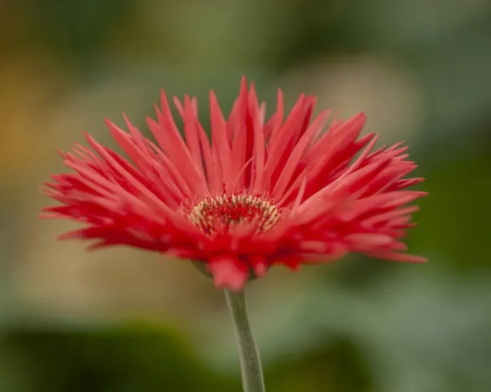 Framed Print : Barberton Daisy Framed Print : Barberton Daisy