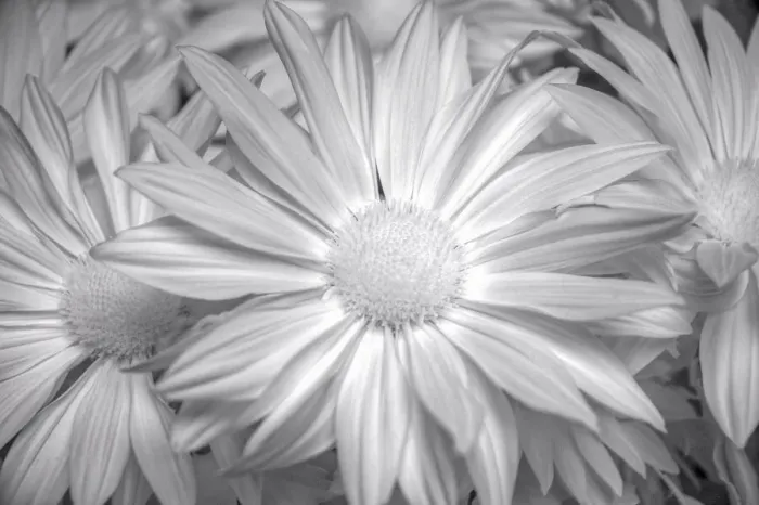 Framed Print : Barberton daisy in black and white infrared