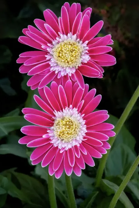 Framed Print : Barberton daisy, pink gerbera daisy Framed Print : Barberton daisy, pink gerbera daisy