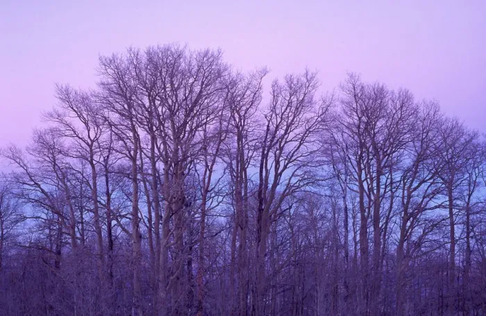 Framed Print : Bare aspen trees against purple twilight on Boulder Mountain, Dixie National Forest, Utah, USA Framed Print : Bare aspen trees against purple twilight on Boulder Mountain, Dixie National Forest, Utah, USA