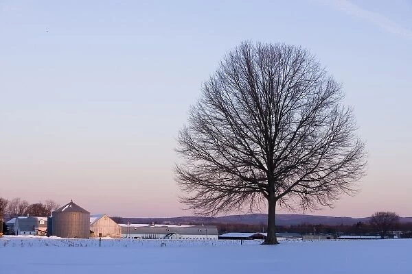 The bare branches of a maple tree in winter silhouetted against a dawn sky on a farm in Hadley