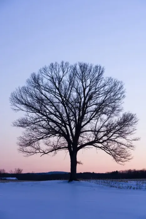 Framed Print : The bare branches of a maple tree in winter silhouetted against a dawn sky on a farm in Hadley