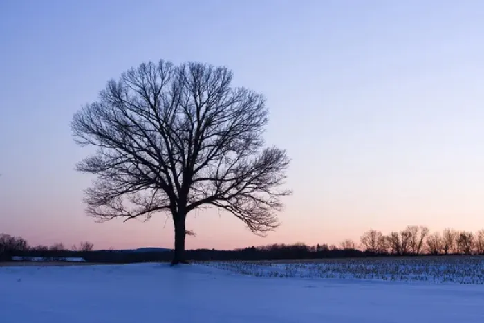 Framed Print : The bare branches of a maple tree in winter silhouetted against a dawn sky on a farm in Hadley Framed Print : The bare branches of a maple tree in winter silhouetted against a dawn sky on a farm in Hadley