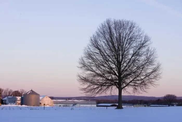 Framed Print : The bare branches of a maple tree in winter silhouetted against a dawn sky on a farm in Hadley Framed Print : The bare branches of a maple tree in winter silhouetted against a dawn sky on a farm in Hadley