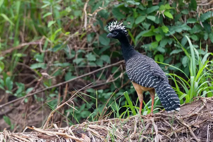 Framed Print : A Bare-faced curassow, Crax fasciolata, perching on a log. Mato Grosso Do Sul State, Brazil