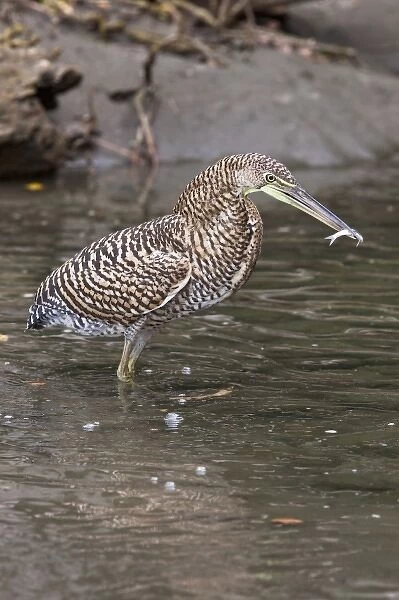 Bare-throated Tiger Heron (Tigrisoma mexicanum) holding a freshly caught fish in