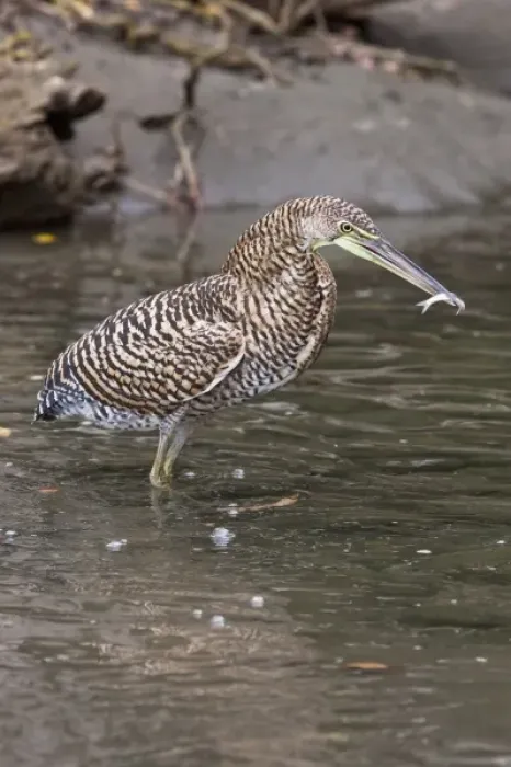 Framed Print : Bare-throated Tiger Heron (Tigrisoma mexicanum) holding a freshly caught fish in Framed Print : Bare-throated Tiger Heron (Tigrisoma mexicanum) holding a freshly caught fish in