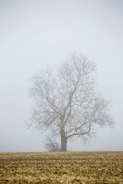 Bare tree in fog Marion Co. IL
