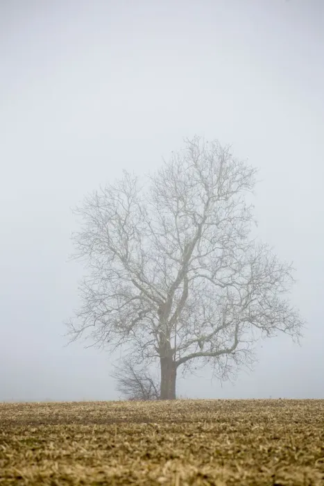 Framed Print : Bare tree in fog Marion Co. IL Framed Print : Bare tree in fog Marion Co. IL