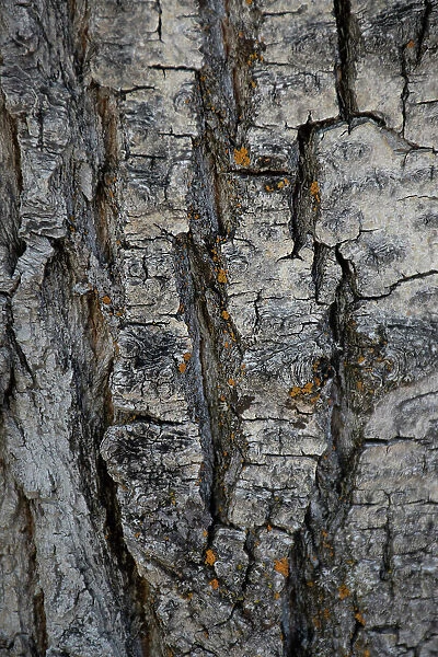 Bark of balsam poplar tree, Lunch Tree Hill, Grand Teton National Park, Wyoming, Usa