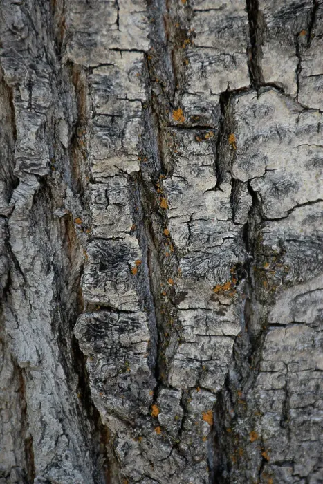 Framed Print : Bark of balsam poplar tree, Lunch Tree Hill, Grand Teton National Park, Wyoming, Usa Framed Print : Bark of balsam poplar tree, Lunch Tree Hill, Grand Teton National Park, Wyoming, Usa