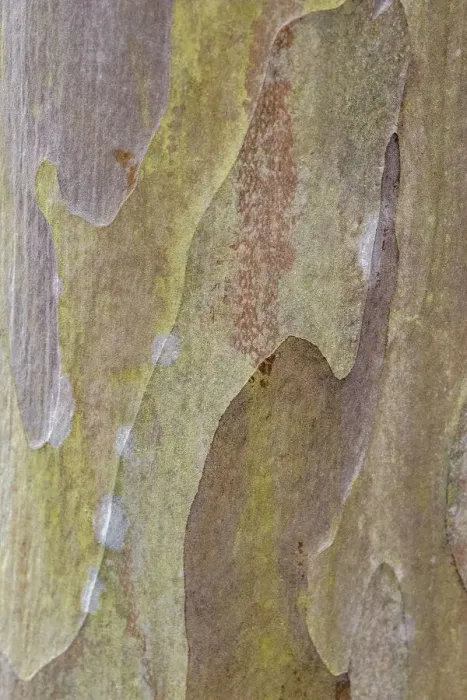 Framed Print : Bark of Crape Myrtle tree Framed Print : Bark of Crape Myrtle tree