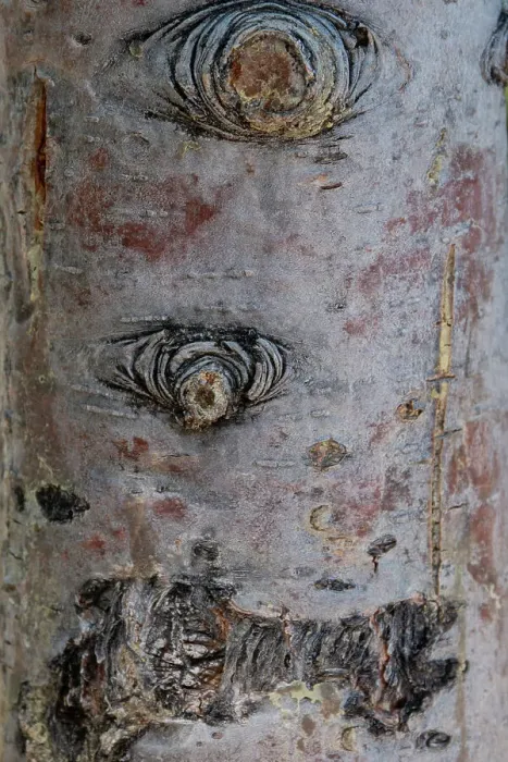 Framed Print : Bark detail, Yellowstone National Park, Wyoming, USA Framed Print : Bark detail, Yellowstone National Park, Wyoming, USA