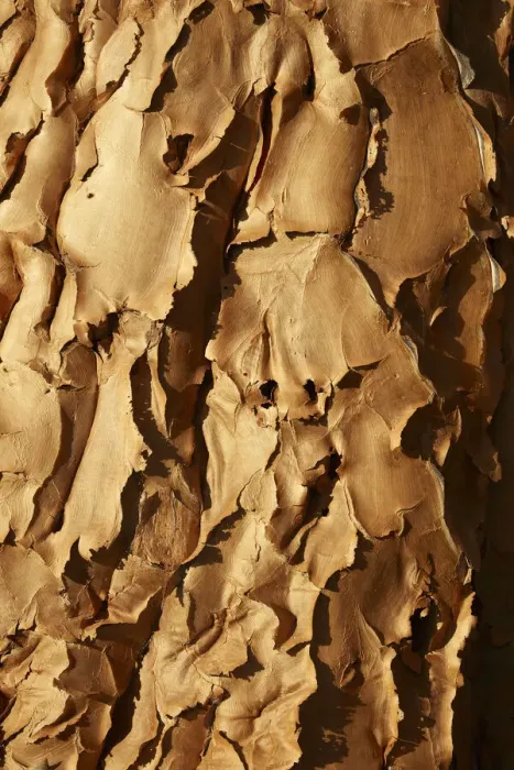 Framed Print : Bark of Kokerboom or Quiver Tree (Aloe dichotoma), Mesosaurus Fossil Camp Framed Print : Bark of Kokerboom or Quiver Tree (Aloe dichotoma), Mesosaurus Fossil Camp