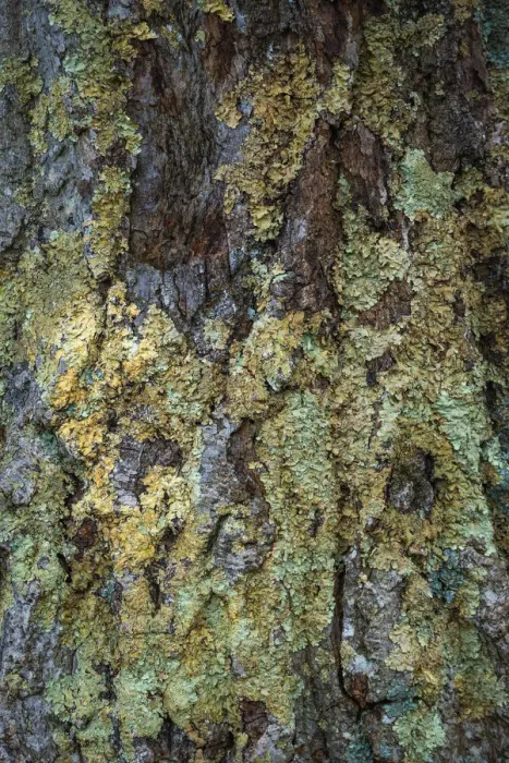Framed Print : Bark with moss, Shenandoah, Blue Ridge Parkway, Smoky Mountains, USA Framed Print : Bark with moss, Shenandoah, Blue Ridge Parkway, Smoky Mountains, USA