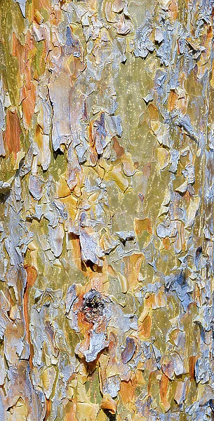 Bark of a pine (Pinus). Autumn in a mixed forest at the canopy walk near Althodis in the nature park Geschriebenstein. Austria, Burgenland