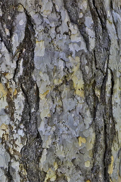 Bark of a pine tree. garden at Strathmore College, Pennsylvania