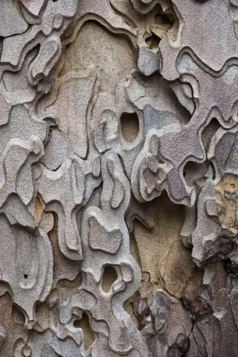 Framed Print : Bark of a Ponderosa Pine tree (Pinus ponderosa) Yosemite Valley - Yosemite National Park Framed Print : Bark of a Ponderosa Pine tree (Pinus ponderosa) Yosemite Valley - Yosemite National Park
