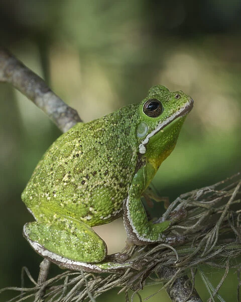 Barking tree frog on branch, Hyla gratiosa, Florida