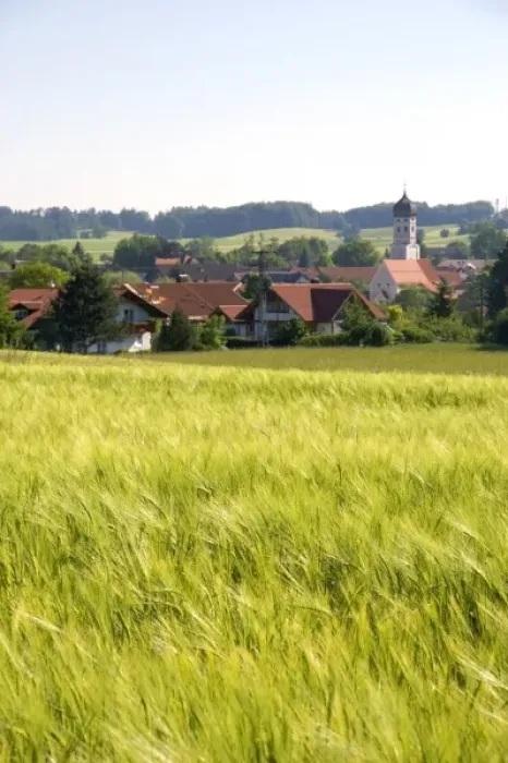 Framed Print : Barley grain field near Amersee, Germany Framed Print : Barley grain field near Amersee, Germany