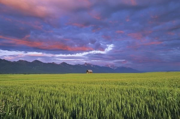 Barn amonst Wheat Field in the Mission Valley of Montana