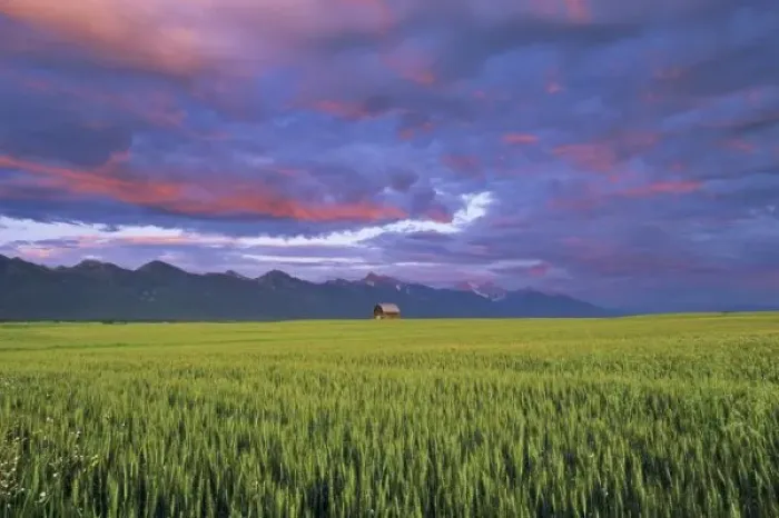 Framed Print : Barn amonst Wheat Field in the Mission Valley of Montana Framed Print : Barn amonst Wheat Field in the Mission Valley of Montana