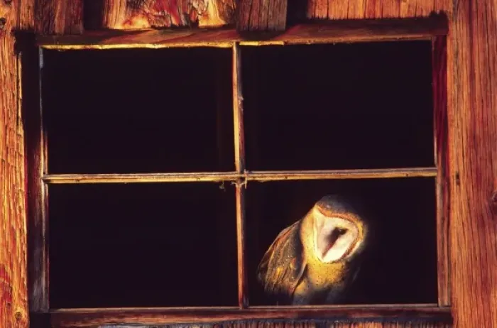 Framed Print : Barn Owl, Tylo alba, Native to Southern US