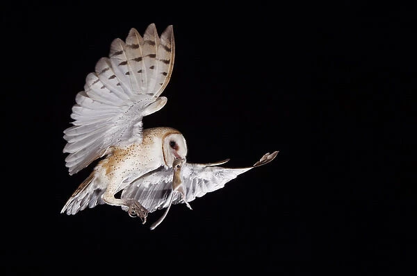Barn Owl, Tyto alba, adult in flight with Kangaroo rat prey, Willacy County, Rio Grande Valley