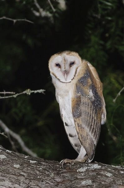 Barn Owl, Tyto alba, adult, Willacy County, Rio Grande Valley, Texas, USA, May