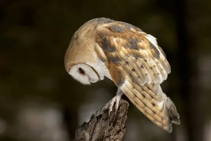Framed Print : Barn Owl, Tyto alba (Captive) Montana Framed Print : Barn Owl, Tyto alba (Captive) Montana