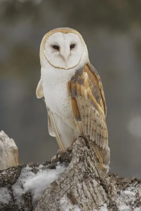 Framed Print : Barn owl, Tyto alba, controlled situation, Montana