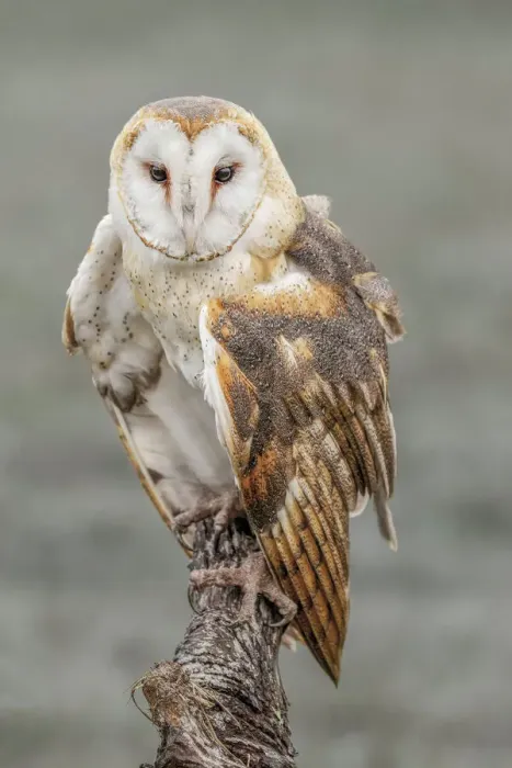 Framed Print : Barn owl, Tyto alba, Florida Framed Print : Barn owl, Tyto alba, Florida