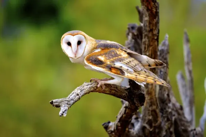 Framed Print : A barn owl, (tyto alba) perching Framed Print : A barn owl, (tyto alba) perching
