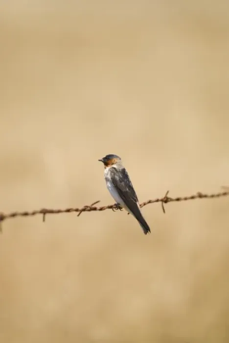 Framed Print : Barn swallow, Hirundo rustica, northern California