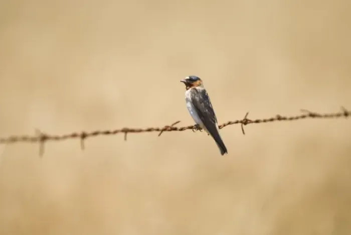 Framed Print : Barn swallow, Hirundo rustica, northern California Framed Print : Barn swallow, Hirundo rustica, northern California