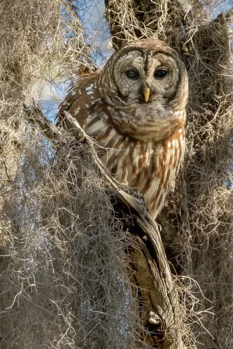Framed Print : Barred owl, aka hoot owl in tree, Florida, USA