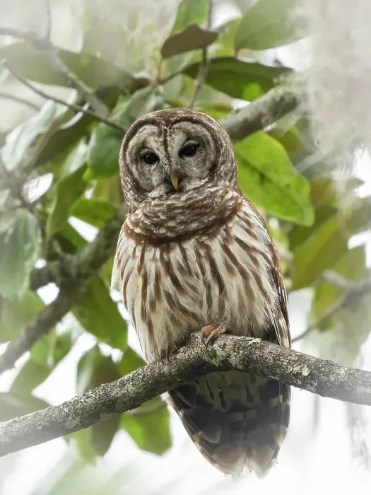 Framed Print : Barred owl, aka hoot owl in tree, Florida, USA Framed Print : Barred owl, aka hoot owl in tree, Florida, USA