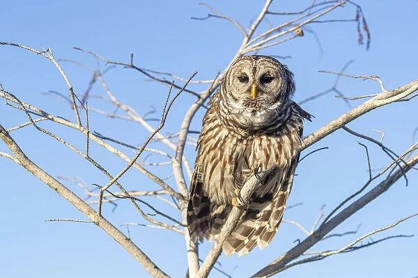 Barred owl in Everglades National Park, Florida, USA
