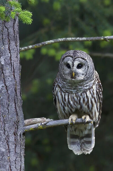 Barred Owl, hunting at dusk