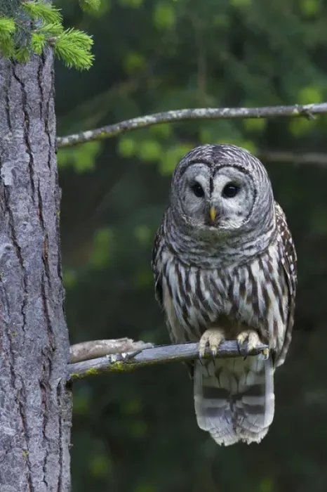 Framed Print : Barred Owl, hunting at dusk Framed Print : Barred Owl, hunting at dusk