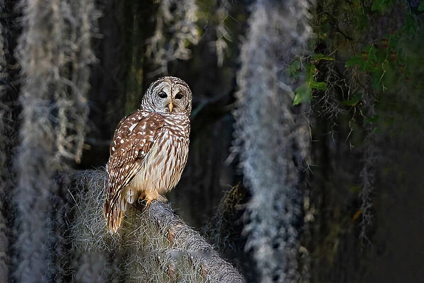 Barred owl perched in bald cypress forest with Spanish moss