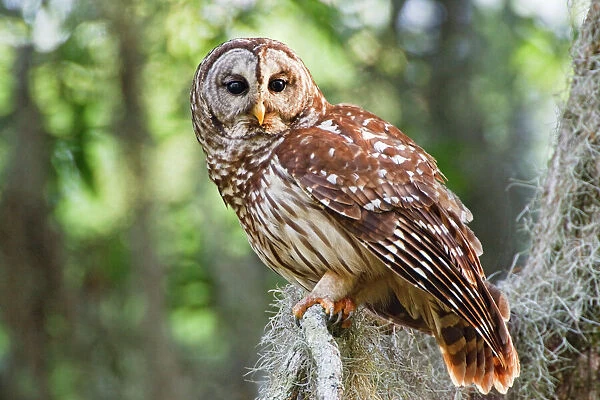Barred Owl (Strix