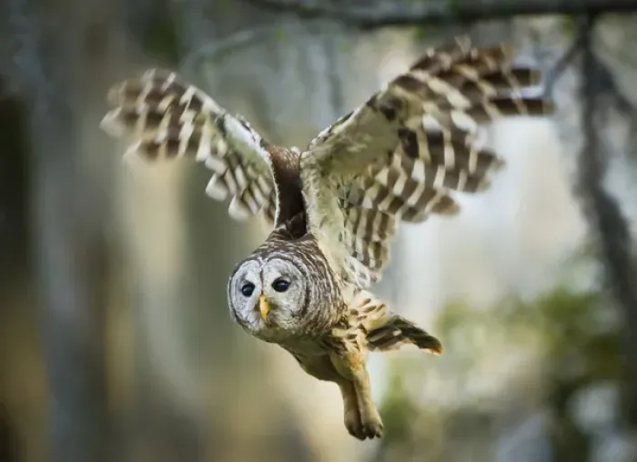 Framed Print : Barred Owl (Strix varia) adult in flight Framed Print : Barred Owl (Strix varia) adult in flight