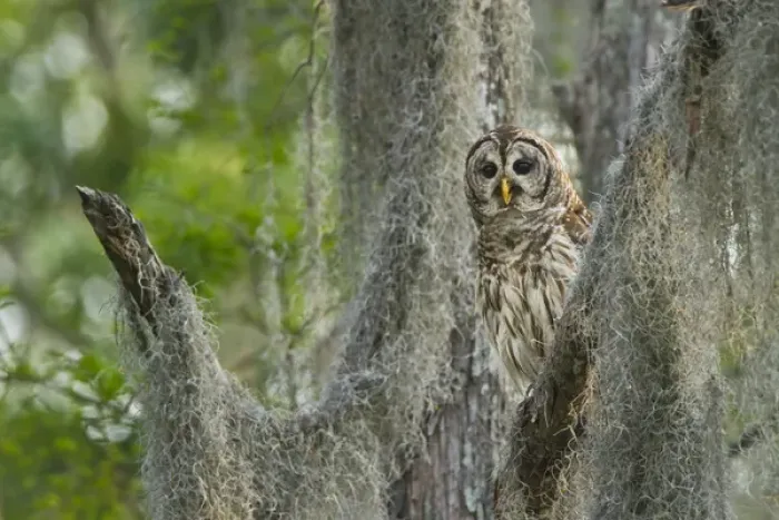 Framed Print : Barred Owl (Strix varia) in bald cypress forest on Caddo Lake, Texas Framed Print : Barred Owl (Strix varia) in bald cypress forest on Caddo Lake, Texas