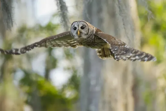 Framed Print : Barred Owl (Strix varia) in bald cypress forest on Caddo Lake, Texas